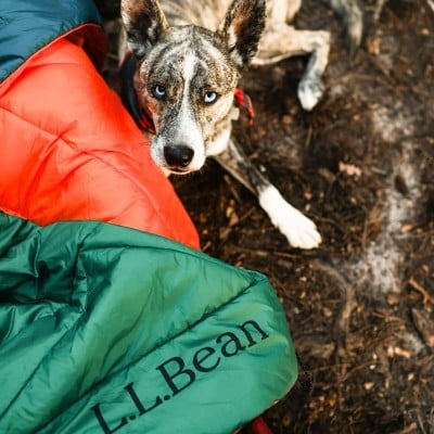 A dog with beautiful light blue eyes lying on the ground next to an L. L. Bean logo'd sleeping bag.