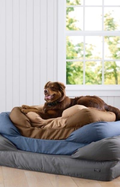 A brown dog lounges on stacked cushioned pet beds in tan, blue, and gray tones near a bright window with a scenic view.