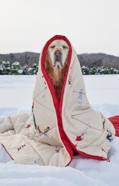 Dog wrapped in a patterned outdoor blanket sitting on a snowy frozen landscape.