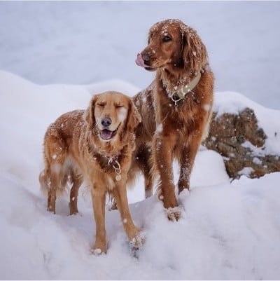 2 golden retrievers standing outside in a snow storm.