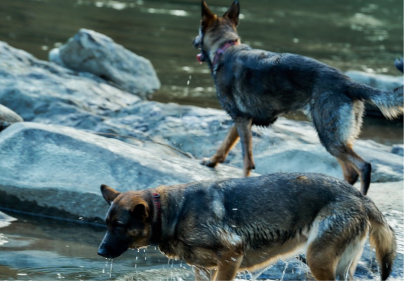 Two German Shepherd dogs explore rocky terrain by the river.