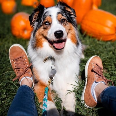 Person in brown shoes and blue jeans sits on grass with a dog between their legs, surrounded by pumpkins.